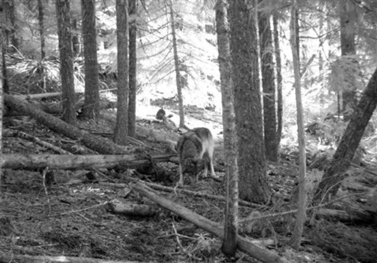 This Nov. 14 photo from a trail camera appears to show OR-7, the young male wolf that has wandered hundreds of miles across Oregon and Northern California looking for a mate and a new home. 